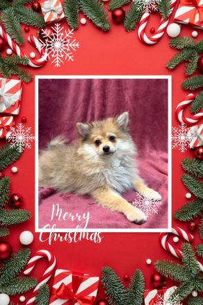 Menschenbezogene Pomeranian Zwergspitz Welpen erkunden die Welt