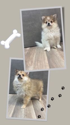 Süße Pomeranian Zwergspitz Welpen suchen Ihr Zuhause