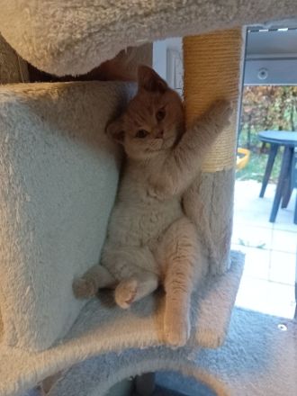 BkH kitten abgabebereit