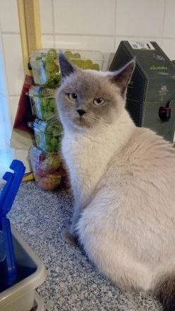 BkH kitten abgabebereit