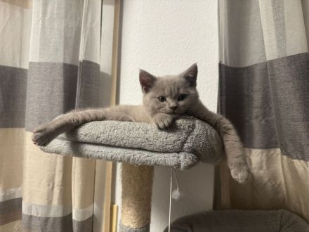 BkH kitten abgabebereit