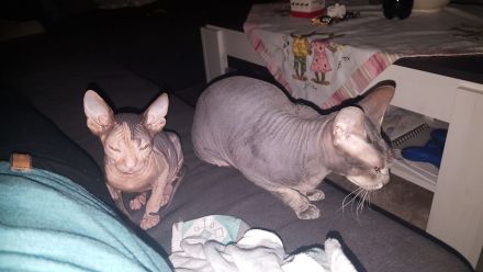 Don Sphynx Katzen