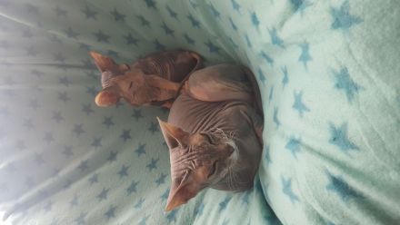 Don Sphynx Katzen