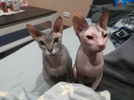 Don Sphynx Katzen