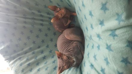 Don Sphynx Katzen
