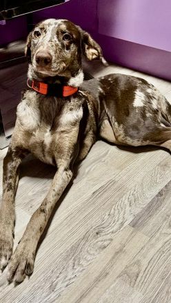 Schweren Herzens muss ich meine junge Hündin, ein liebevoller Mischling aus Magyar Vizsla und Austra