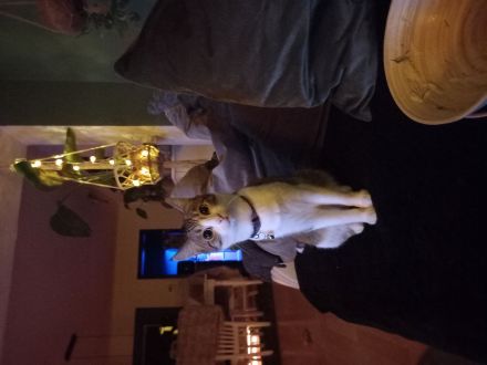 Oscar (w)🙃🐱sucht eine liebevolle Familie