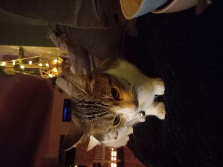 Oscar (w)🙃🐱sucht eine liebevolle Familie