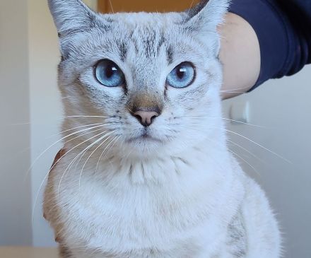 Cassandra, menschenbezogen und sozial, freut sich auf eine nette Familie