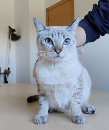 Cassandra, menschenbezogen und sozial, freut sich auf eine nette Familie