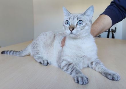 Cassandra, menschenbezogen und sozial, freut sich auf eine nette Familie