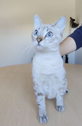 Cassandra, menschenbezogen und sozial, freut sich auf eine nette Familie