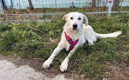 Sonnenschein Tau sucht seine Menschen