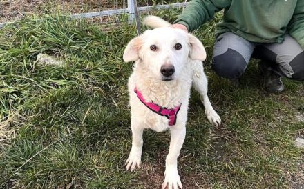 Sonnenschein Tau sucht seine Menschen