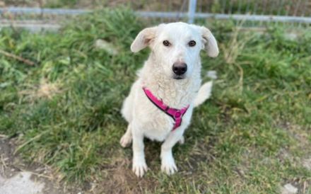 Sonnenschein Tau sucht seine Menschen