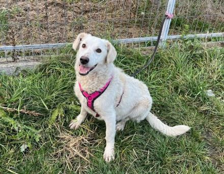 Sonnenschein Tau sucht seine Menschen