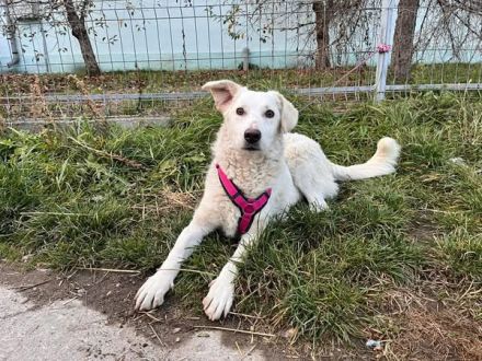 Sonnenschein Tau sucht seine Menschen