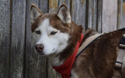 Husky-Dame Inura: sanft und voller Energie