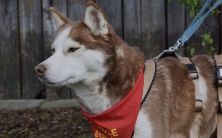 Husky-Dame Inura: sanft und voller Energie