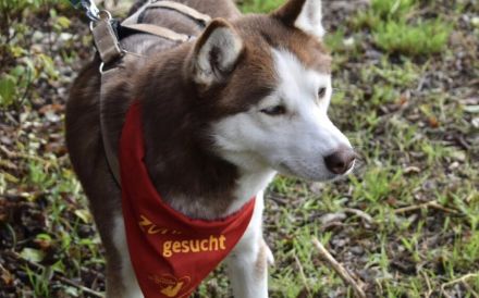 Husky-Dame Inura: sanft und voller Energie