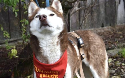 Husky-Dame Inura: sanft und voller Energie