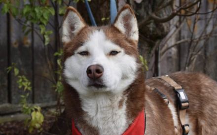 Husky-Dame Inura: sanft und voller Energie