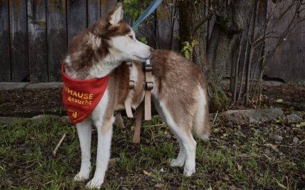 Husky-Dame Inura: sanft und voller Energie