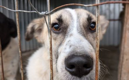 Gutmütiger Bolero sucht seine Menschen