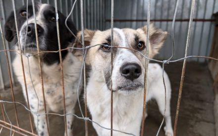 Gutmütiger Bolero sucht seine Menschen