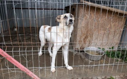 Gutmütiger Bolero sucht seine Menschen