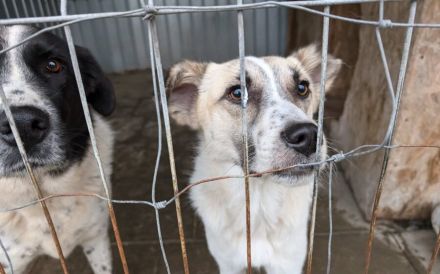 Gutmütiger Bolero sucht seine Menschen