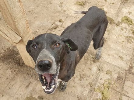 Ayla, verspielte, bewegungsfreudige, menschenbezogene Junghündin, 1,5 J, 54 cm