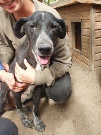 Ayla, verspielte, bewegungsfreudige, menschenbezogene Junghündin, 1,5 J, 54 cm