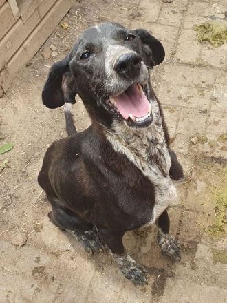 Ayla, verspielte, bewegungsfreudige, menschenbezogene Junghündin, 1,5 J, 54 cm