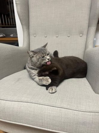 Zwei junge BKH Kater suchen ein neues Zuhause