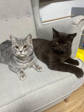 Zwei junge BKH Kater suchen ein neues Zuhause