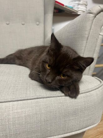 Zwei junge BKH Kater suchen ein neues Zuhause