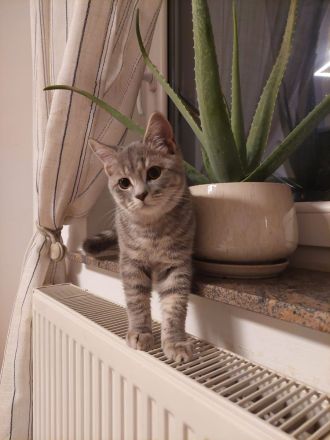 Zwei junge BKH Kater suchen ein neues Zuhause