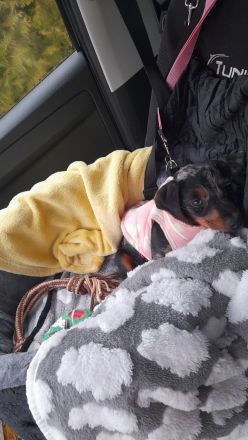 Dackelwelpen Hündin 14 Wochen jung