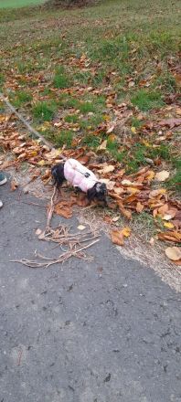 Dackelwelpen Hündin 14 Wochen jung