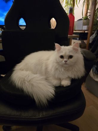 Löki sucht die große liebe