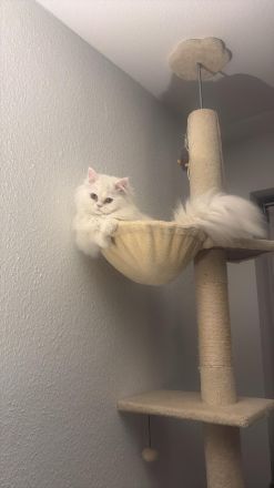 Löki sucht die große liebe