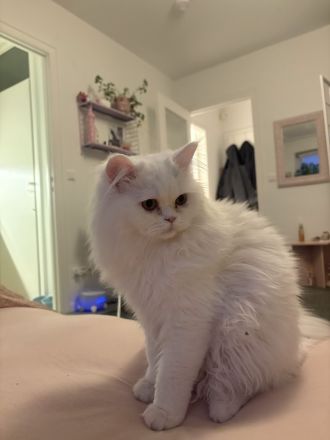 Löki sucht die große liebe