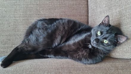 2 liebe schwarze Katzen suchen neues Zuhause