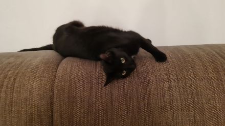 2 liebe schwarze Katzen suchen neues Zuhause