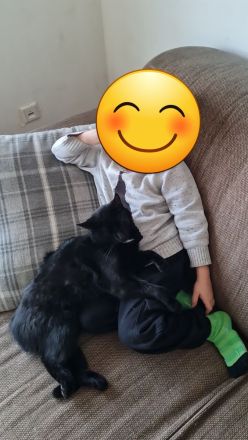 2 liebe schwarze Katzen suchen neues Zuhause