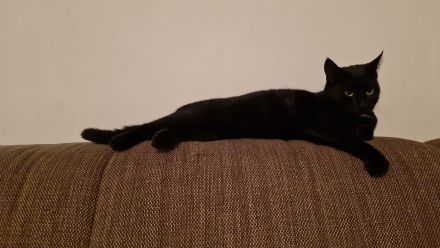 2 liebe schwarze Katzen suchen neues Zuhause