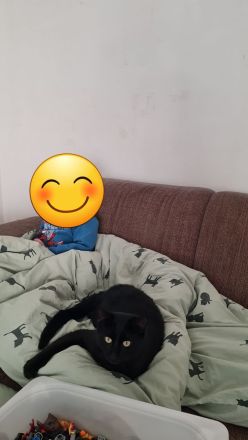2 liebe schwarze Katzen suchen neues Zuhause