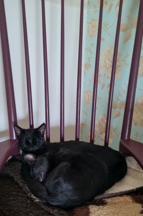 2 liebe schwarze Katzen suchen neues Zuhause