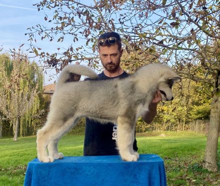 Alaskan-Malamute-Welpen verfügbar